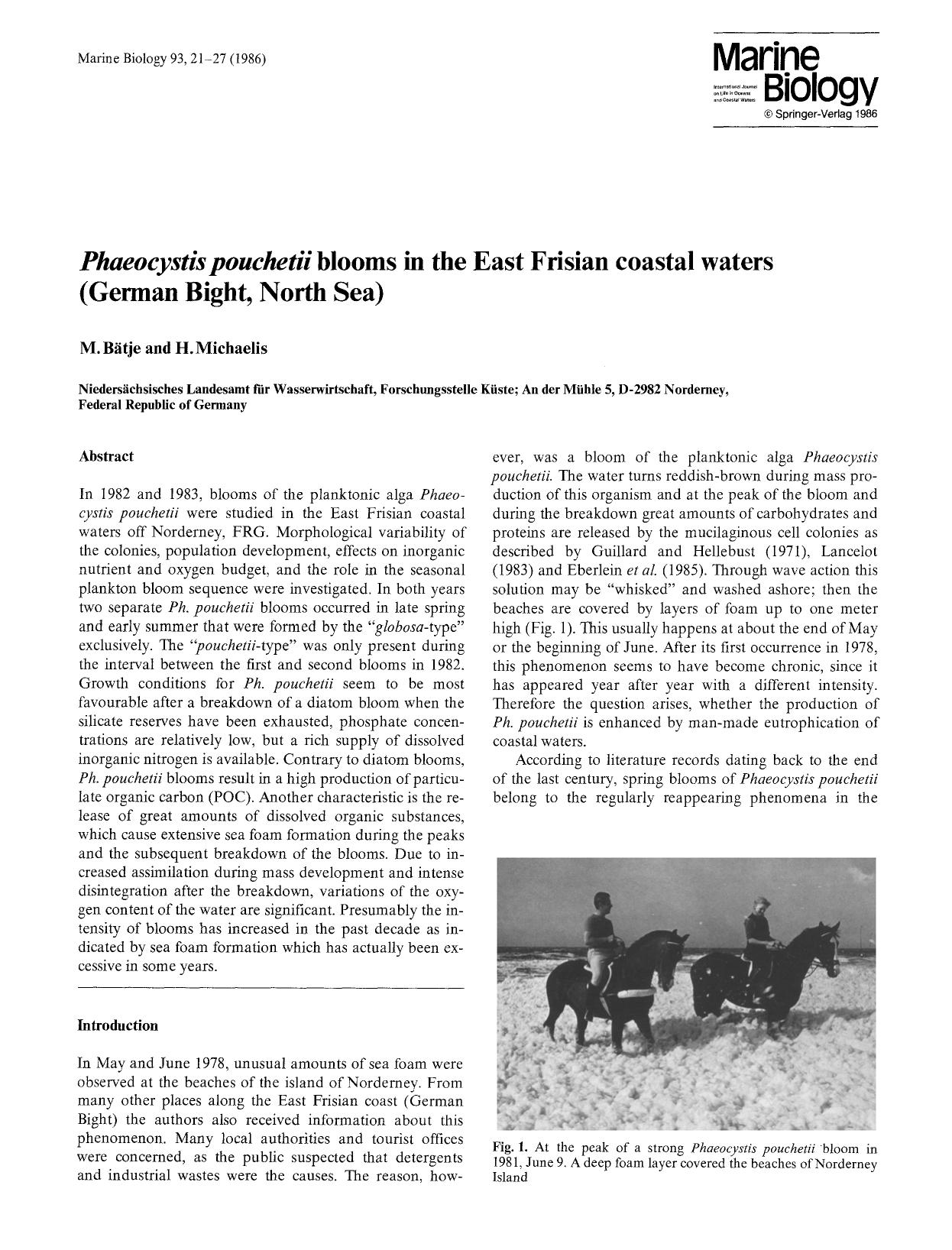 <Emphasis Type="Italic">Phaeocystis pouchetii<Emphasis> blooms in the East Frisian coastal waters (German Bight, North Sea) by Unknown