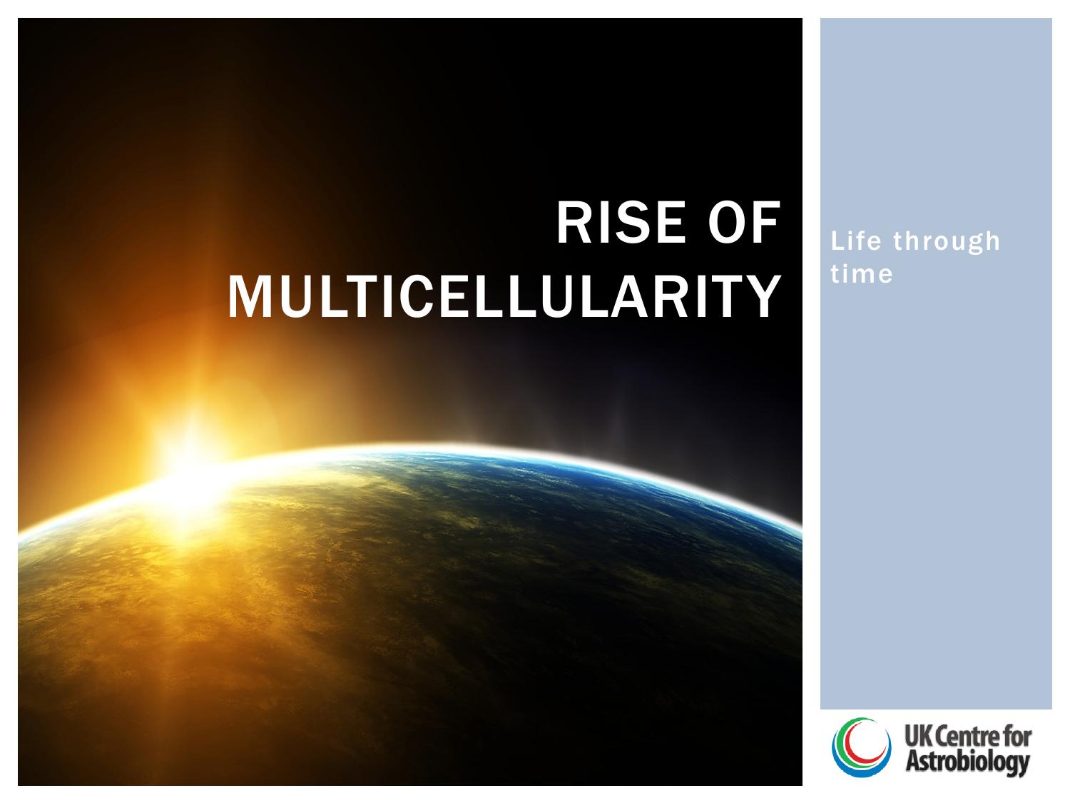 02 4.2 The Rise of Multicellularity - Life Through Time by Amy Woodgate
