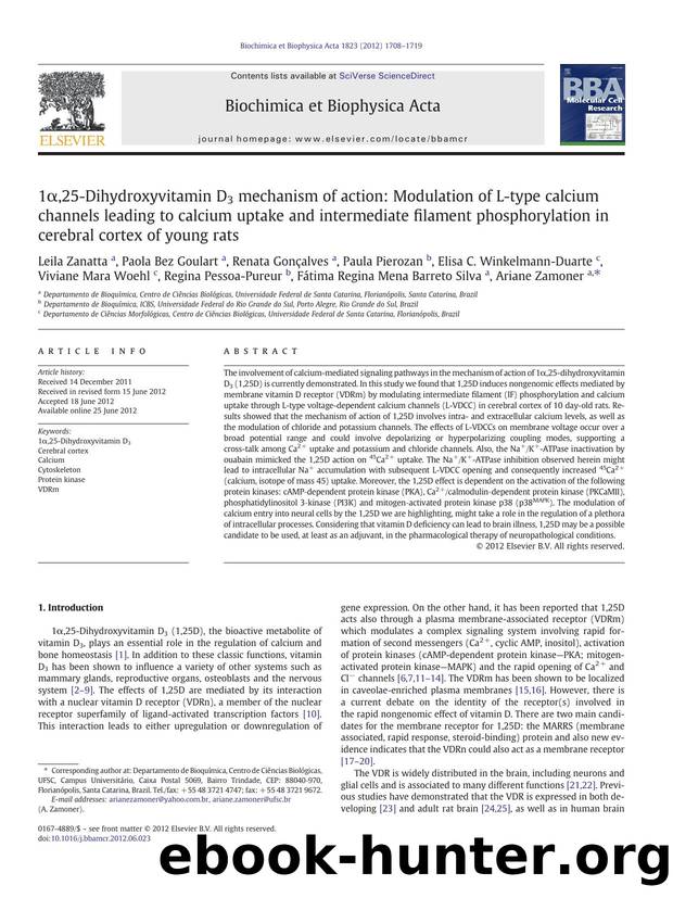1Î±,25-Dihydroxyvitamin D3 mechanism of action: Modulation of L-type calcium channels leading to calcium uptake and intermediate filament phosphorylation in cerebral cortex of young rats by unknow