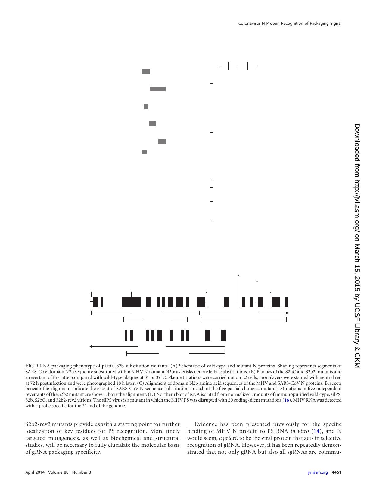 2014 Recognition of the Murine Coronavirus Genomic RNA Packaging Signal Depends on the Second RNA-Binding Domain of the by Unknown