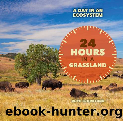 24 Hours in a Grassland by Ruth Bjorklund