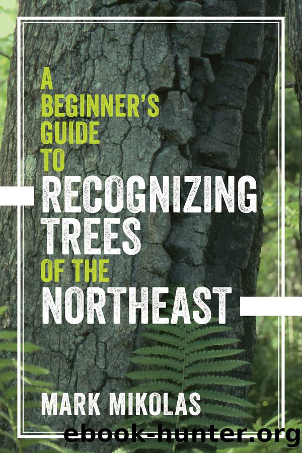 A Beginner's Guide to Recognizing Trees of the Northeast by Mark Mikolas