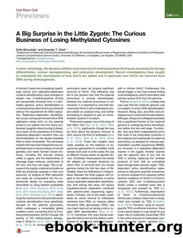 A Big Surprise in the Little Zygote: The Curious Business of Losing Methylated Cytosines by Sofia Gkountela & AmanderÂ T. Clark
