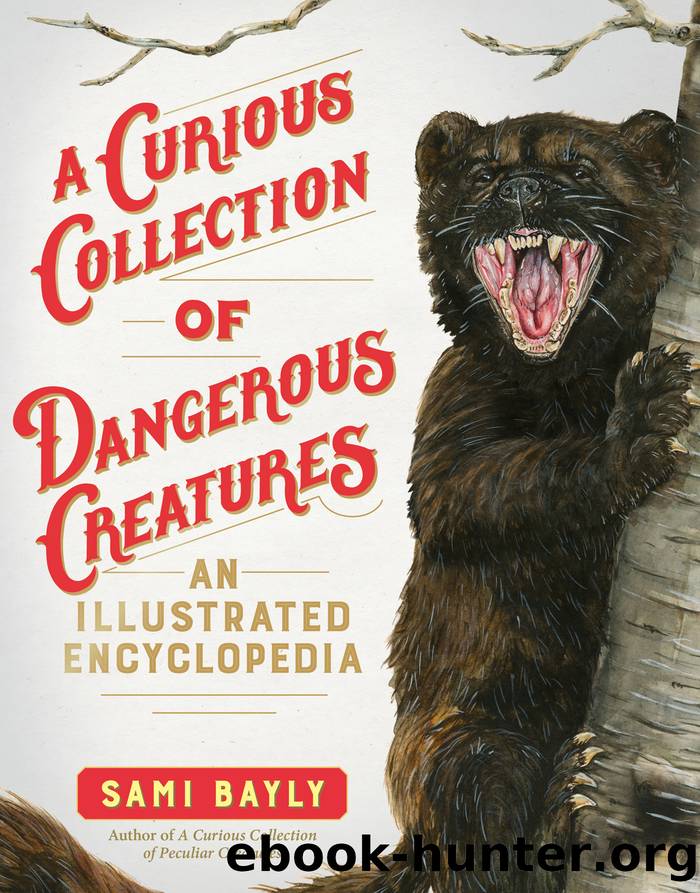 A Curious Collection of Dangerous Creatures by Sami Bayly