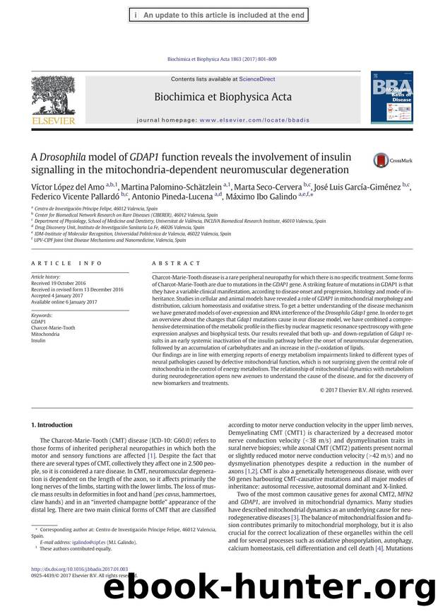A Drosophila model of GDAP1 function reveals the involvement of insulin signalling in the mitochondria-dependent neuromuscular degeneration by unknow