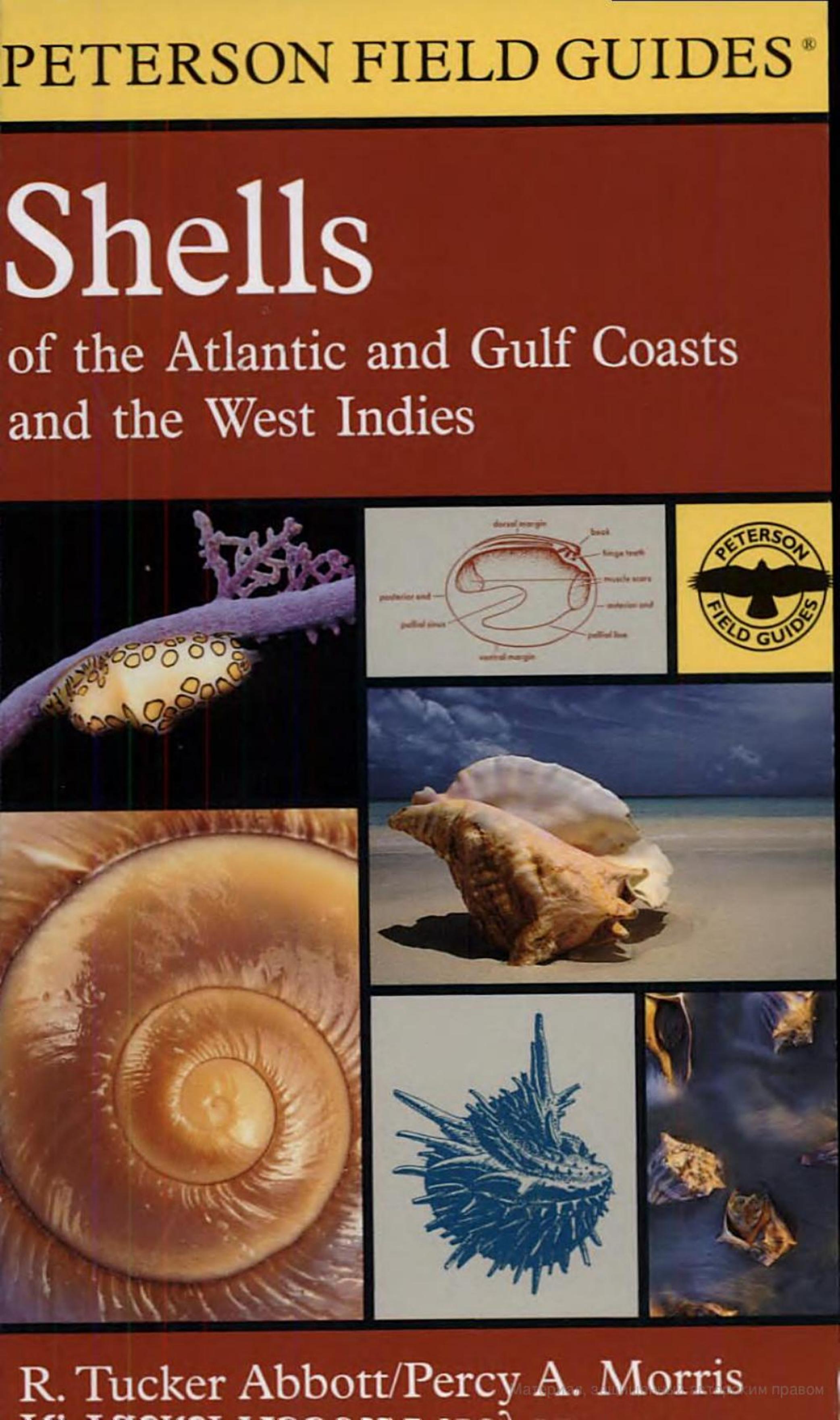 A Field Guide to Shells by ??????: R. Tucker Abbott Percy A. Morris