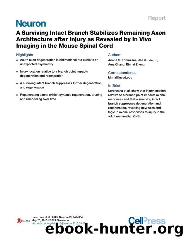 A Surviving Intact Branch Stabilizes Remaining Axon Architecture after Injury as Revealed by In&nbsp;Vivo Imaging in the Mouse Spinal Cord by Ariana O. Lorenzana & Jae K. Lee & Matthew Mui & Amy Chang & Binhai Zheng