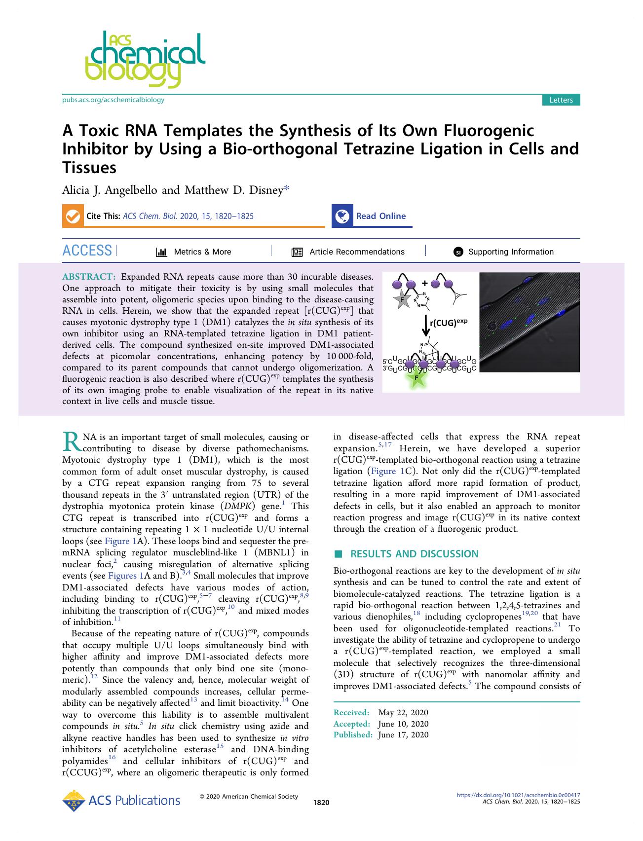 A Toxic RNA Templates the Synthesis of Its Own Fluorogenic Inhibitor by Using a Bio-orthogonal Tetrazine Ligation in Cells and Tissues by Alicia J. Angelbello and Matthew D. Disney