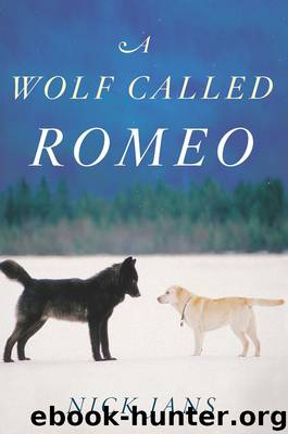 A Wolf Called Romeo by Nick Jans