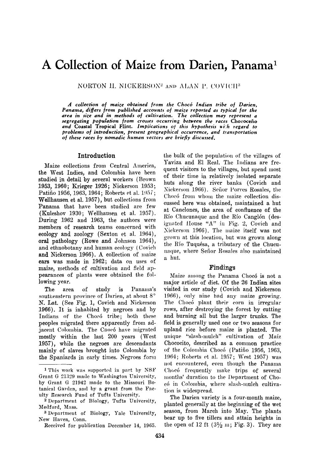 A collection of maize from Darien, Panama by Unknown