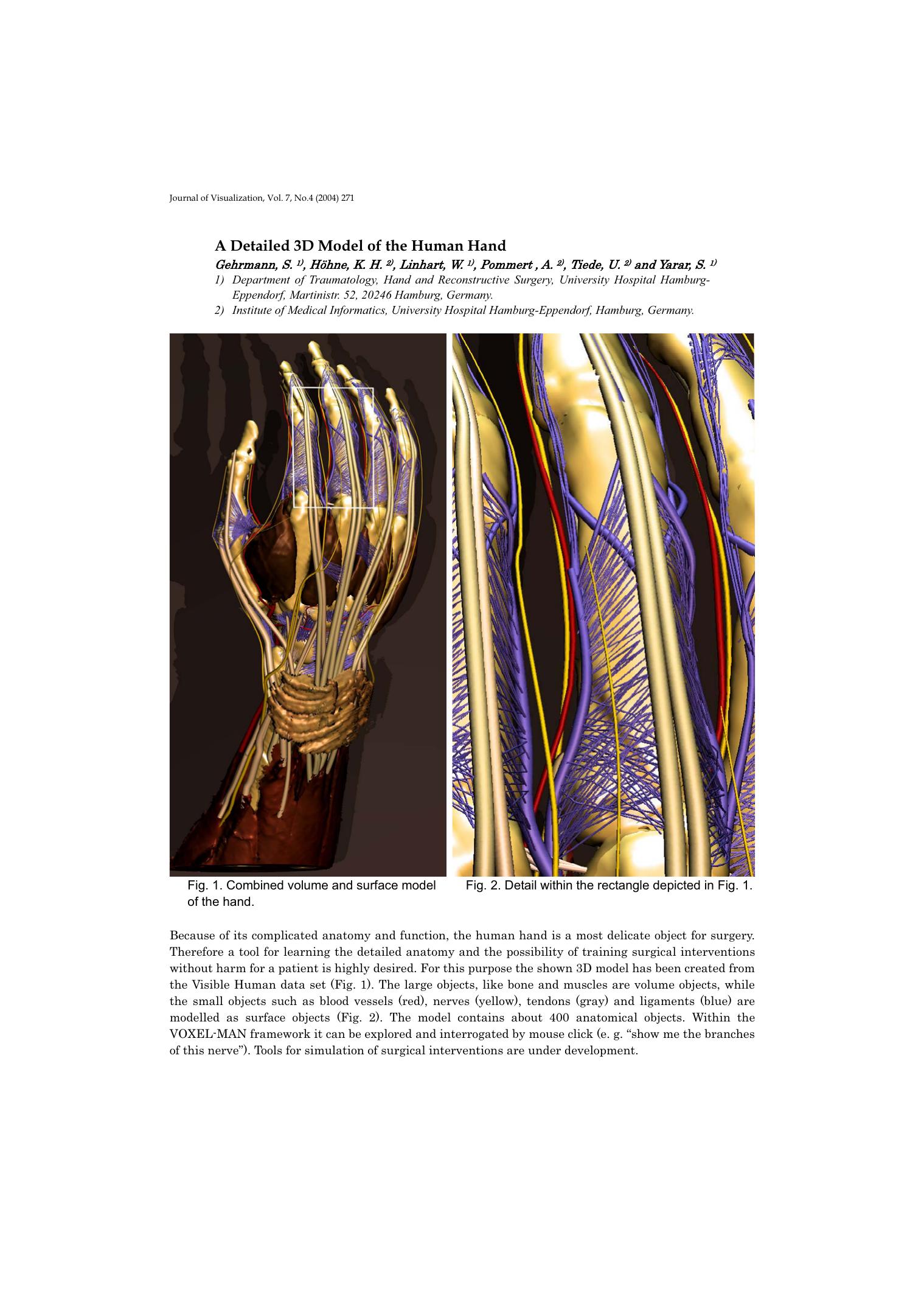 A detailed 3D model of the human hand by Unknown