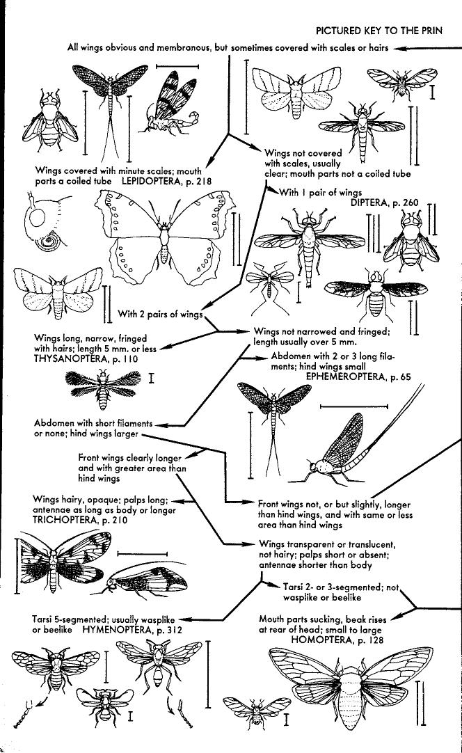 A field guide to the insects of America north of Mexico by Donald Joyce Borror; Richard E White