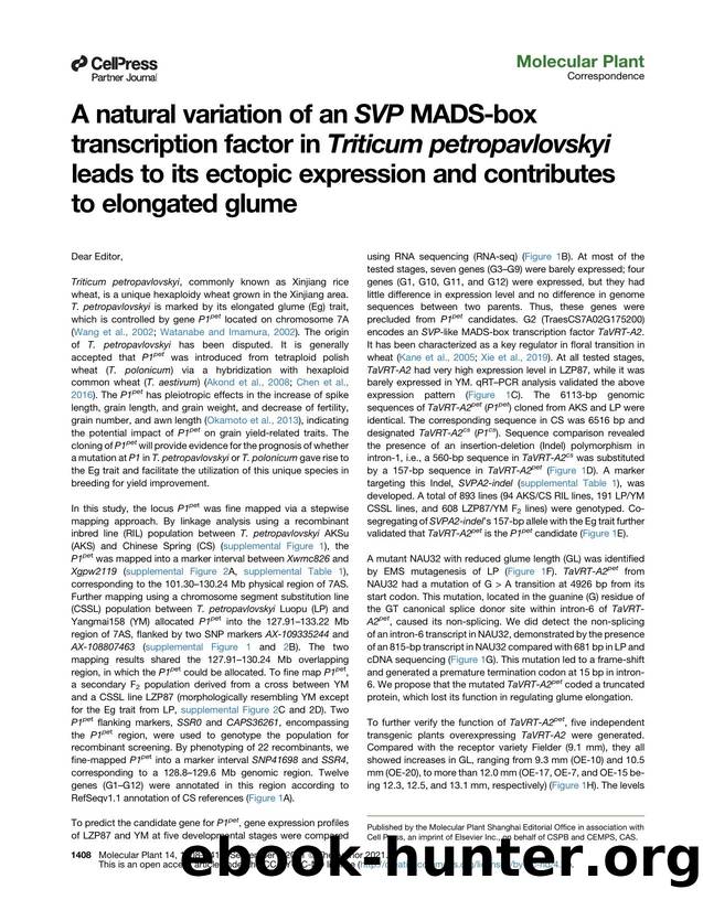 A natural variation of an SVP MADS-box transcription factor in Triticum petropavlovskyi leads to its ectopic expression and contributes to elongated glume by unknow