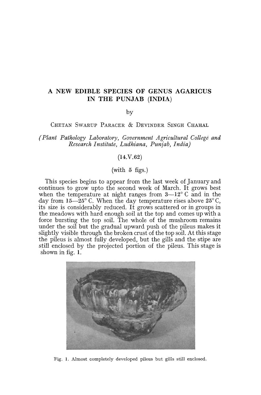 A new edible species of genus Agaricus in the Punjab (India) by Unknown