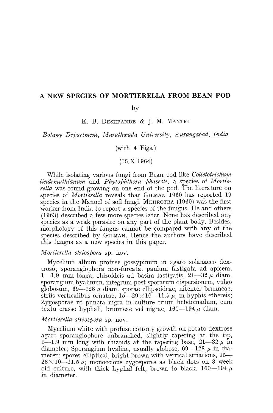 A new species of Mortierella from Bean pod by Unknown