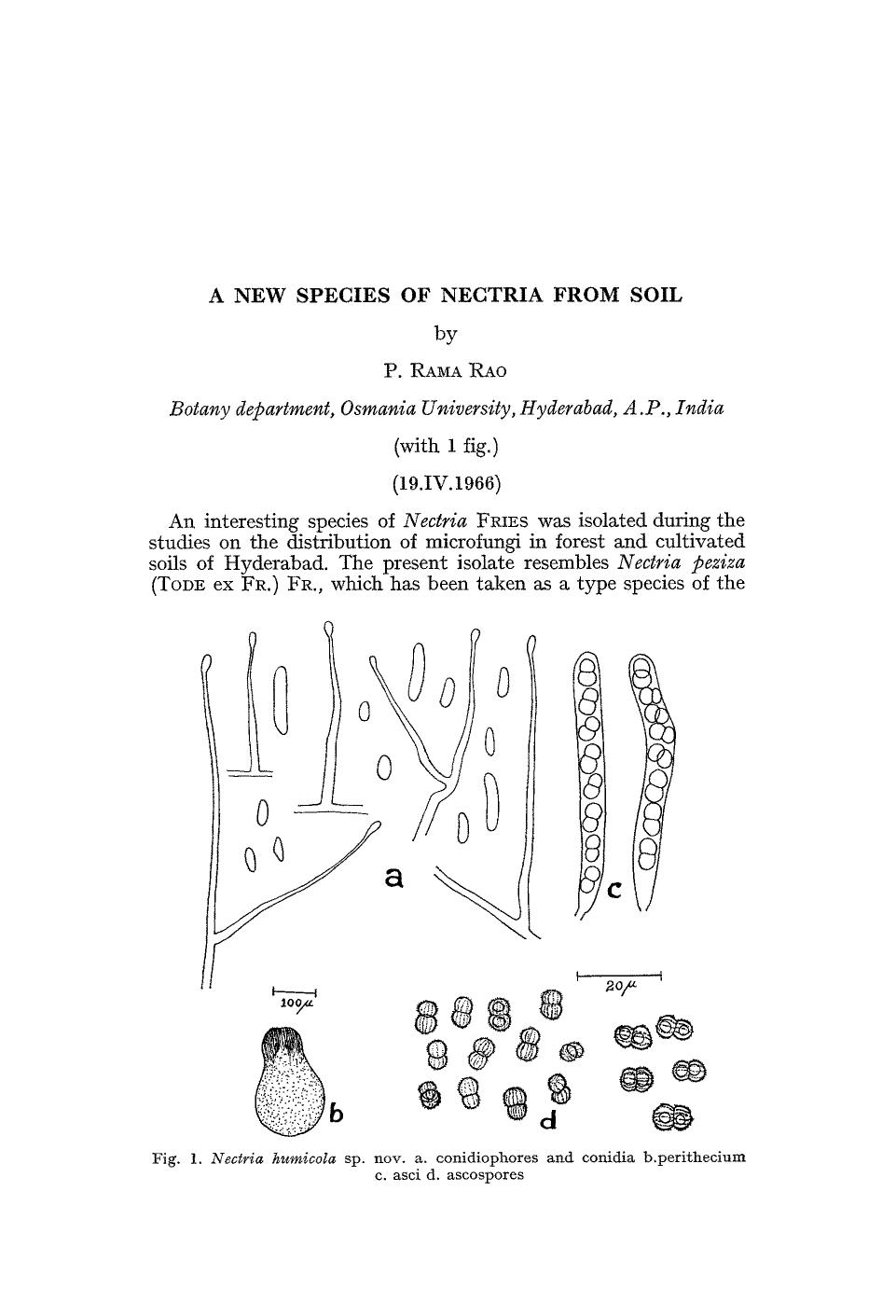 A new species of Nectria from soil by Unknown