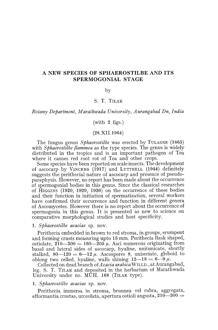 A new species of Sphaerostilbe and its spermogonial stage by Unknown