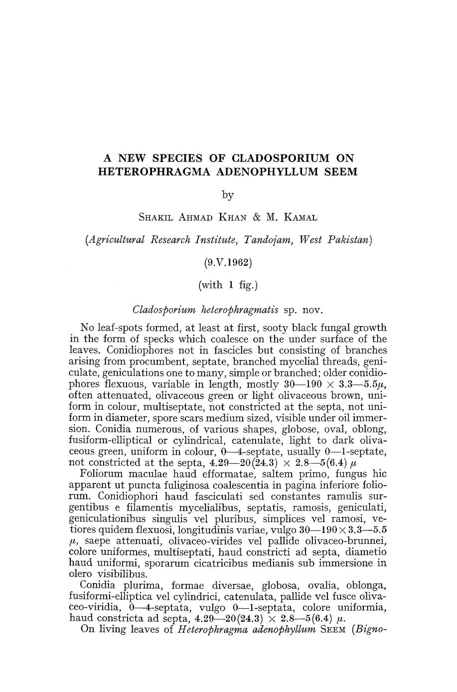 A new species of cladosporium on Heterophragma adenophyllum seem by Unknown