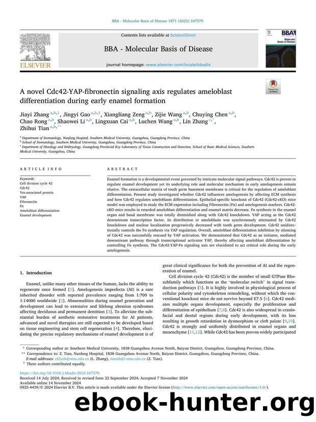 A novel Cdc42-YAP-fibronectin signaling axis regulates ameloblast differentiation during early enamel formation by unknow