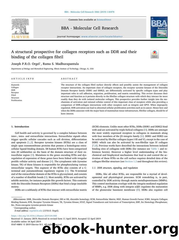 A structural prospective for collagen receptors such as DDR and their binding of the collagen fibril by Joseph P.R.O. Orgel & Rama S. Madhurapantula
