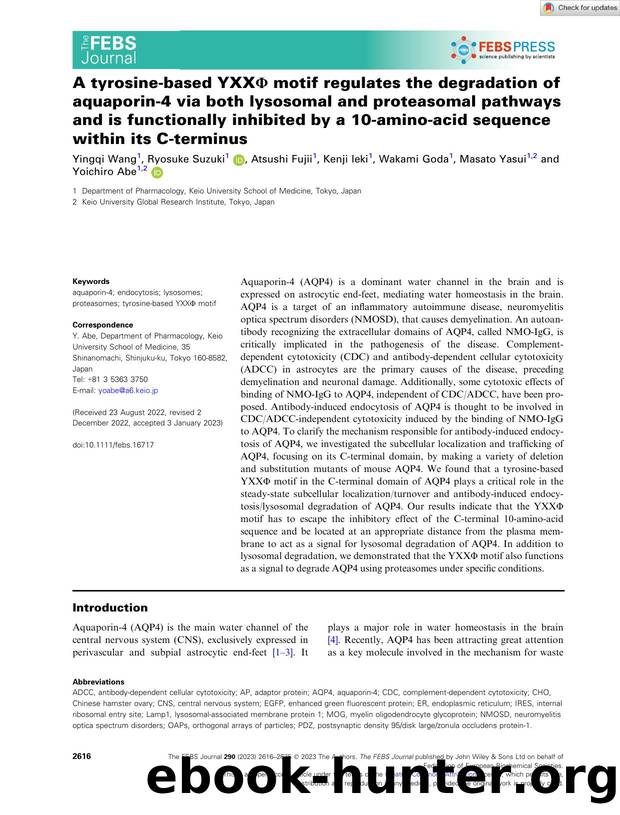 A tyrosineâbased YXXÎ¦ motif regulates the degradation of aquaporinâ4 via both lysosomal and proteasomal pathways and is functionally inhibited by a 10âaminoâacid sequence  by Unknown
