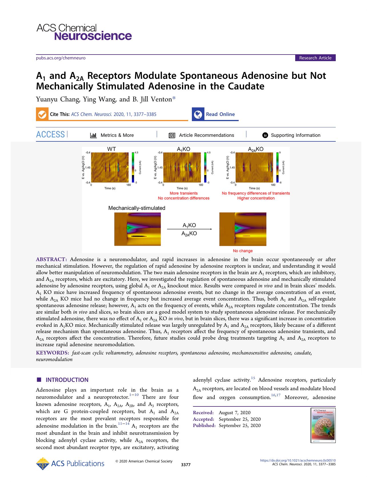 A1 and A2A Receptors Modulate Spontaneous Adenosine but Not Mechanically Stimulated Adenosine in the Caudate by Yuanyu Chang Ying Wang and B. Jill Venton