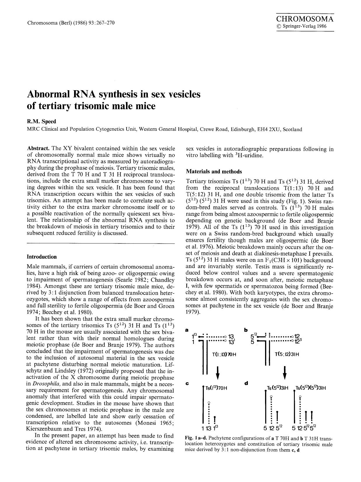 Abnormal RNA synthesis in sex vesicles of tertiary trisomie male mice by Unknown