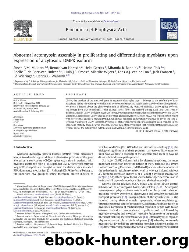 Abnormal actomyosin assembly in proliferating and differentiating myoblasts upon expression of a cytosolic DMPK isoform by Susan A.M. Mulders