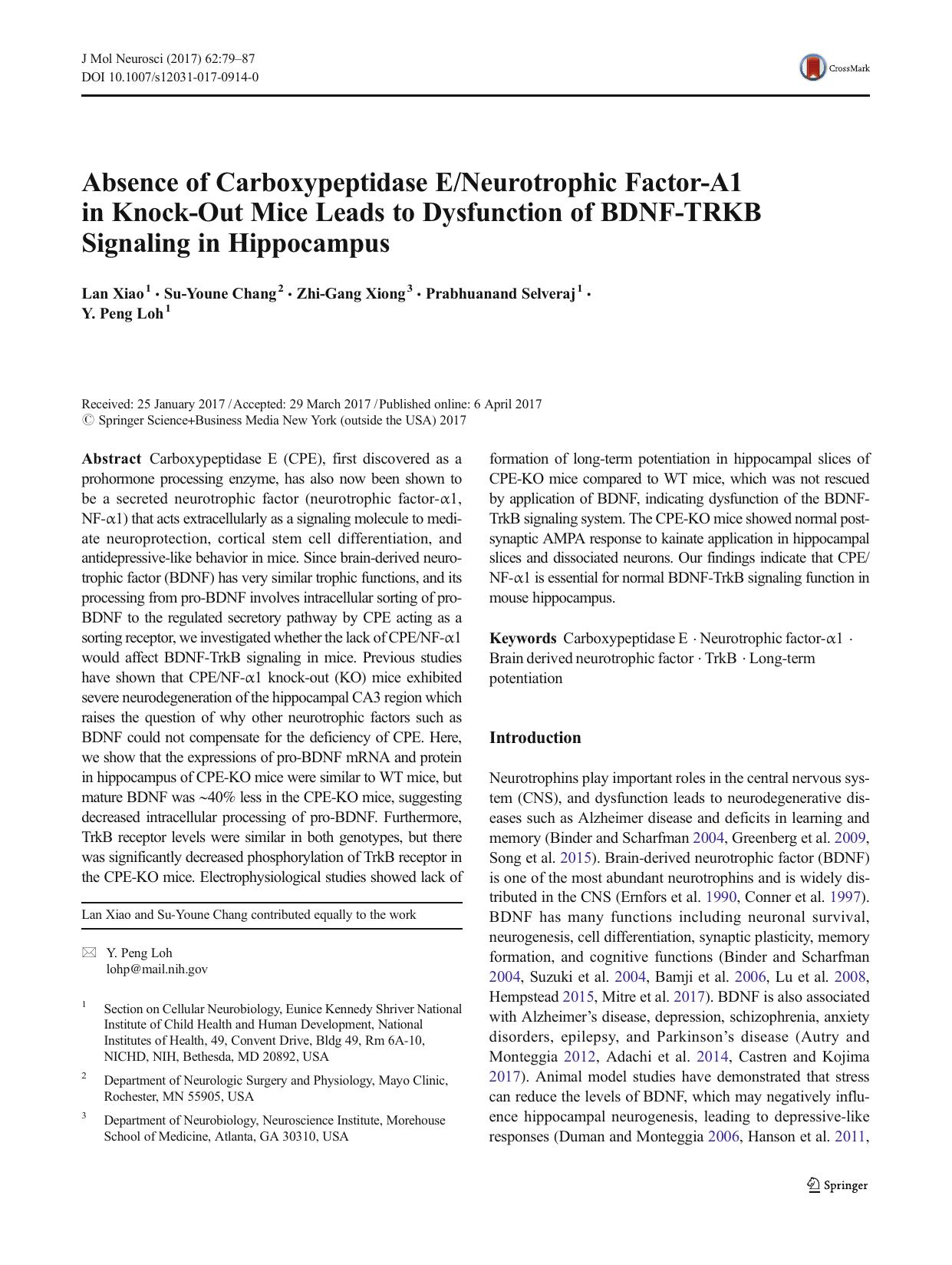 Absence of Carboxypeptidase ENeurotrophic Factor-Î1 in Knock-Out Mice Leads to Dysfunction of BDNF-TRKB Signaling in Hippocampus by Lan Xiao & Su-Youne Chang & Zhi-Gang Xiong & Prabhuanand Selveraj & Y. Peng Loh