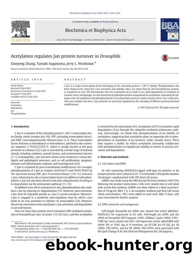 Acetylation regulates Jun protein turnover in Drosophila by Daoyong Zhang & Tamaki Suganuma & Jerry L. Workman