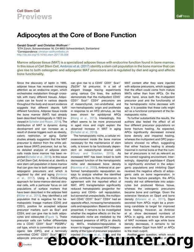Adipocytes at the Core of Bone Function by Gerald Grandl & Christian Wolfrum