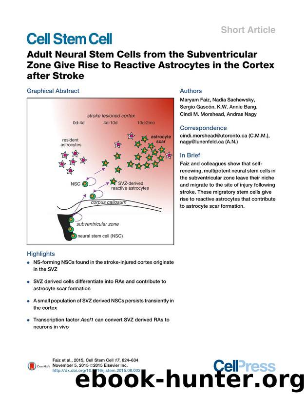 Adult Neural Stem Cells from the Subventricular Zone Give Rise to Reactive Astrocytes in the Cortex after Stroke by Maryam Faiz & Nadia Sachewsky & Sergio Gascón & K.W. Annie Bang & Cindi M. Morshead & Andras Nagy