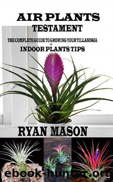 Air Plants Testament: The Complete Guide To Growing Your Tillandsia + Indoor Plants Tips by Ryan Mason