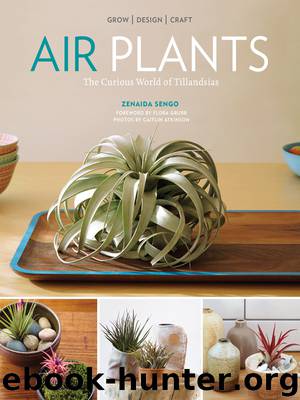 Air Plants by Zenaida Sengo