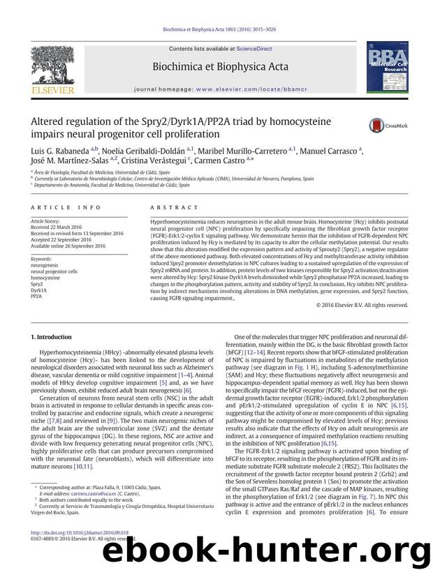 Altered regulation of the Spry2Dyrk1APP2A triad by homocysteine impairs neural progenitor cell proliferation by unknow