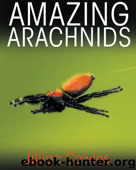 Amazing Arachnids by Cowles Jillian