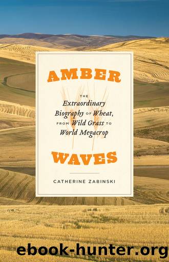 Amber Waves by Catherine Zabinski