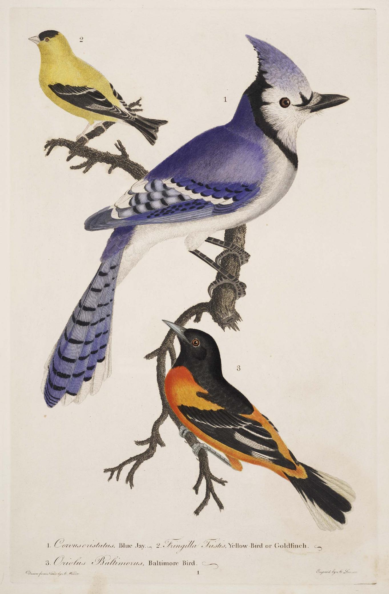 American Ornithology by Unknown