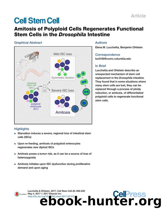 Amitosis of Polyploid Cells Regenerates Functional Stem Cells in the Drosophila Intestine by Elena M. Lucchetta & Benjamin Ohlstein