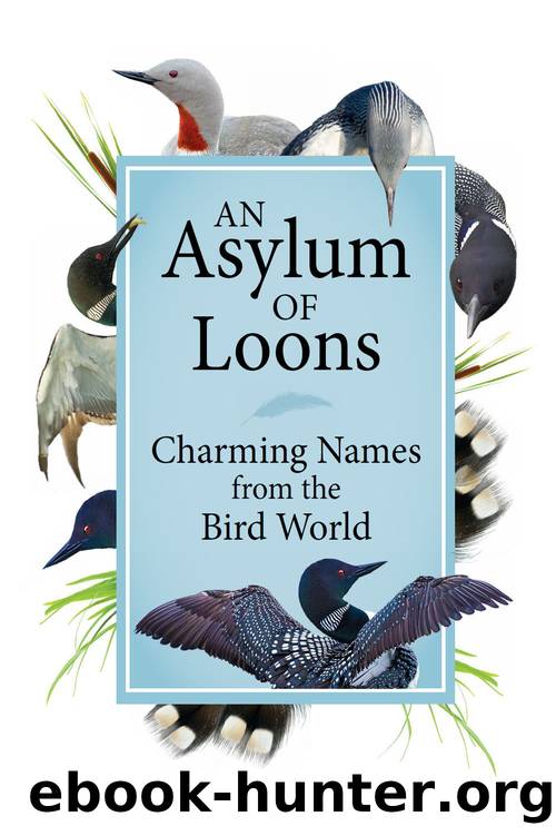 An Asylum of Loons by Adventure Publications