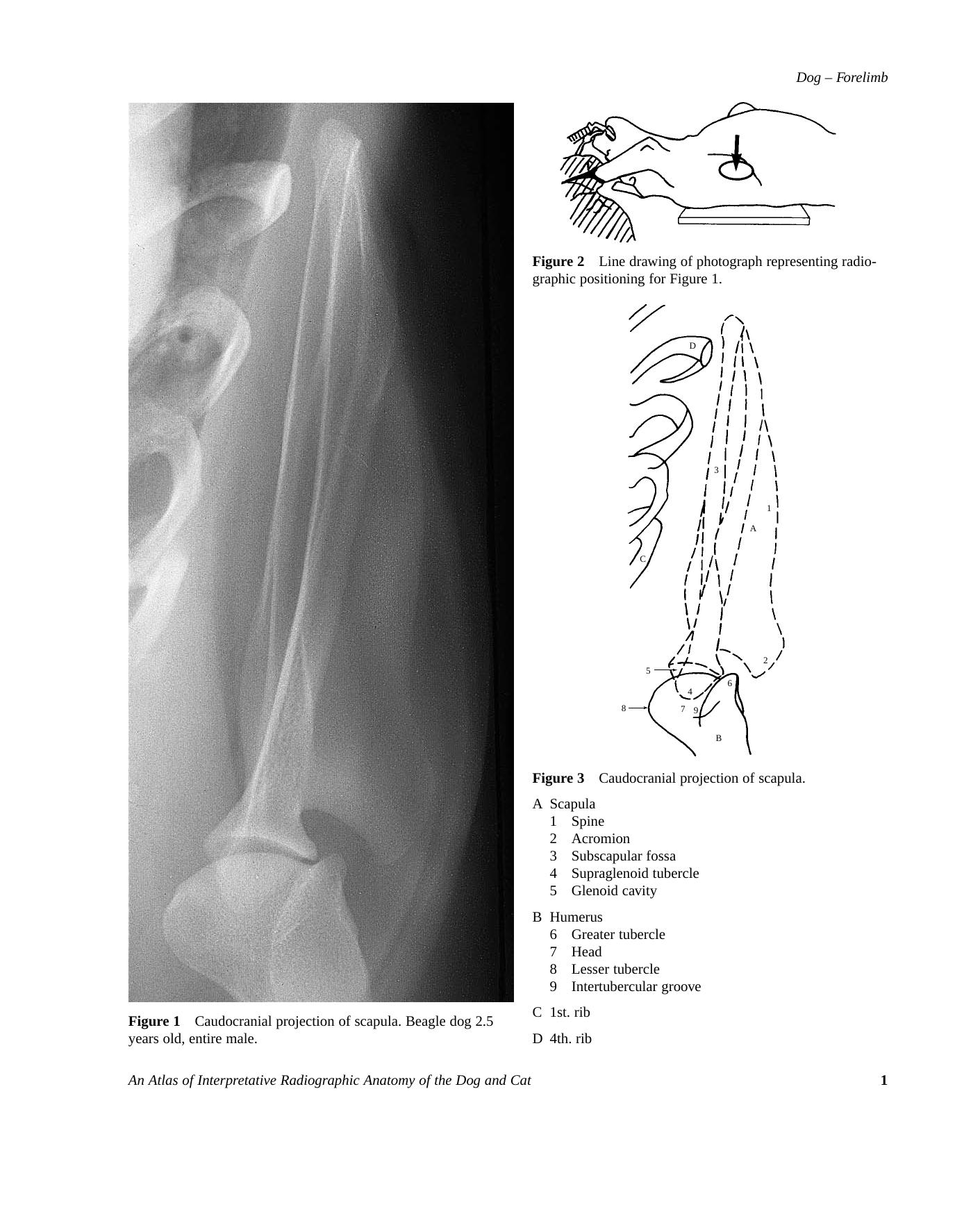 An Atlas of Interpretative Radiographic Anatomy of the Dog and Cat by Arlene Coulson Noreen Lewis