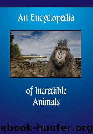 An Encyclopedia of Incredible Animals by Macey Karen