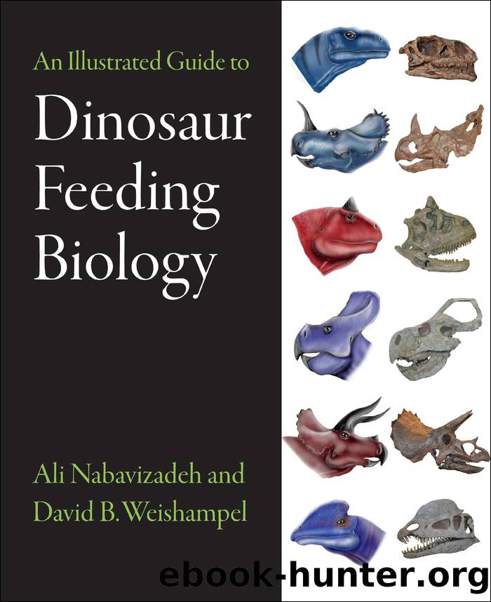 An Illustrated Guide to Dinosaur Feeding Biology by Nabavizadeh Ali;Weishampel David B.;