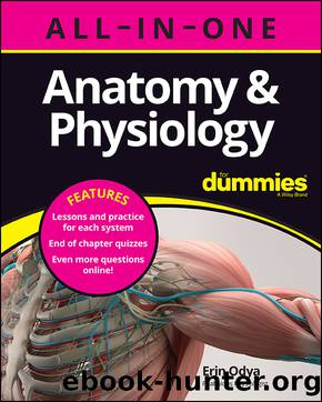 Anatomy & Physiology All-in-One For Dummies (+ Chapter Quizzes Online) by Erin Odya