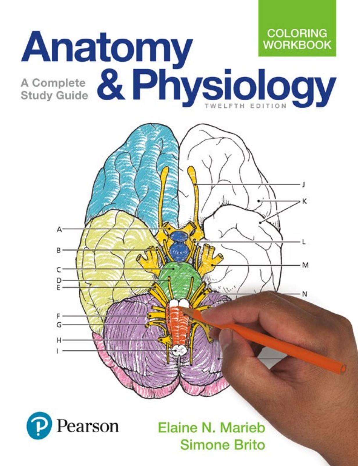 Anatomy & Physiology Coloring A Complete Study Guide Twelfth Edition by Elaine N. Marieb Simone Brito