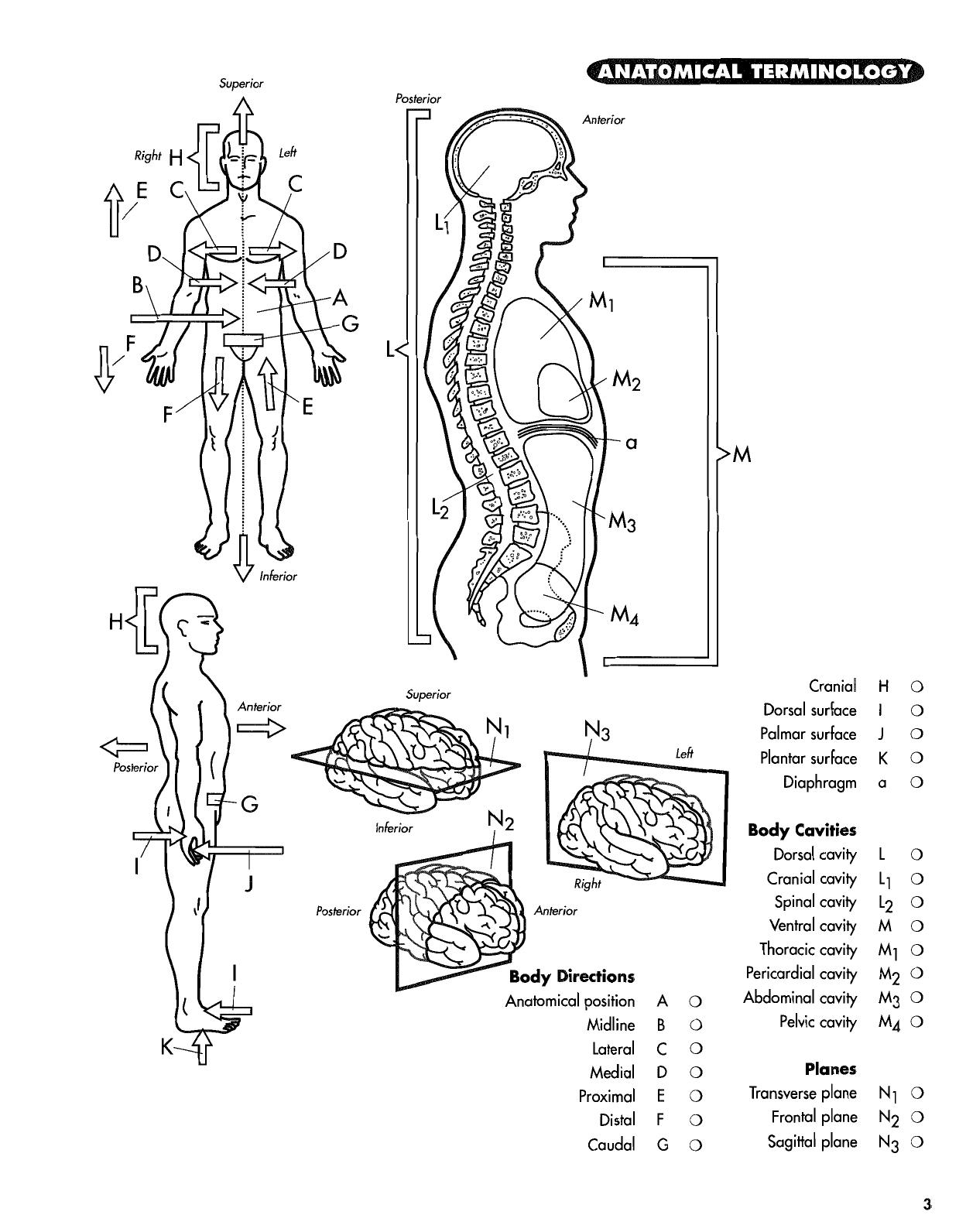 Anatomy Coloring Workbook by Princeton Review