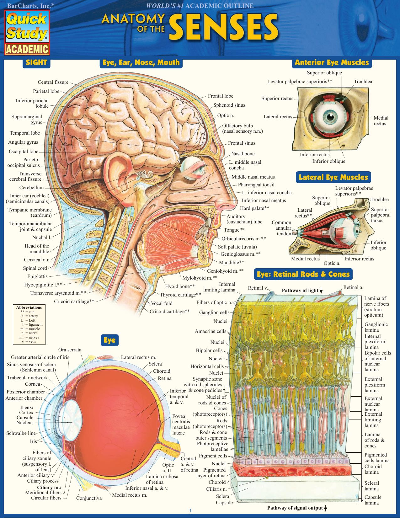 Anatomy Of The Senses by BarCharts Inc