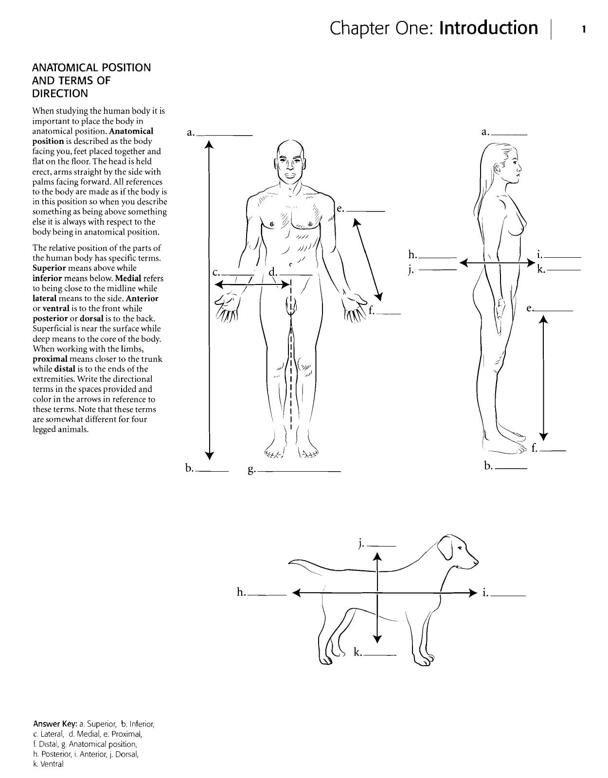 Anatomy coloring book by McCann Stephanie; Wise Eric