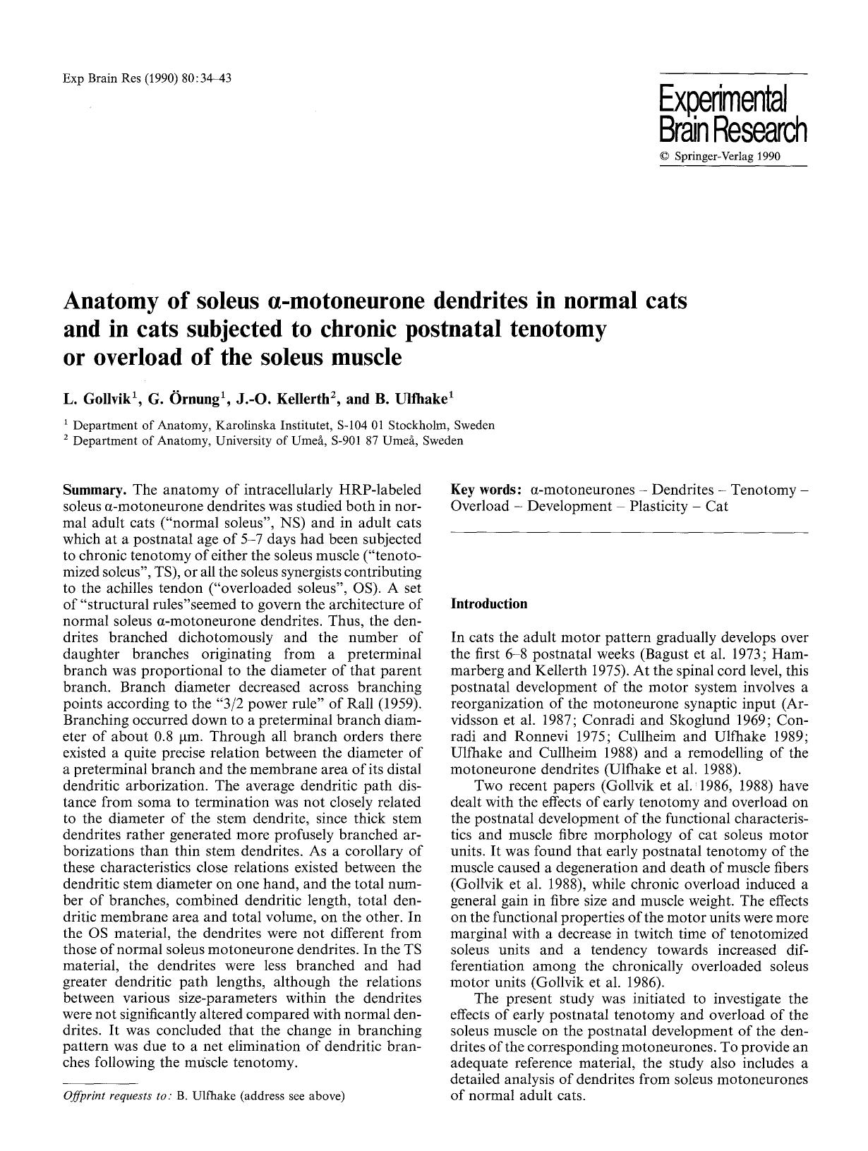 Anatomy of soleus &#x03B1;-motoneurone dendrites in normal cats and in cats subjected to chronic postnatal tenotomy or overload of the soleus muscle by Unknown