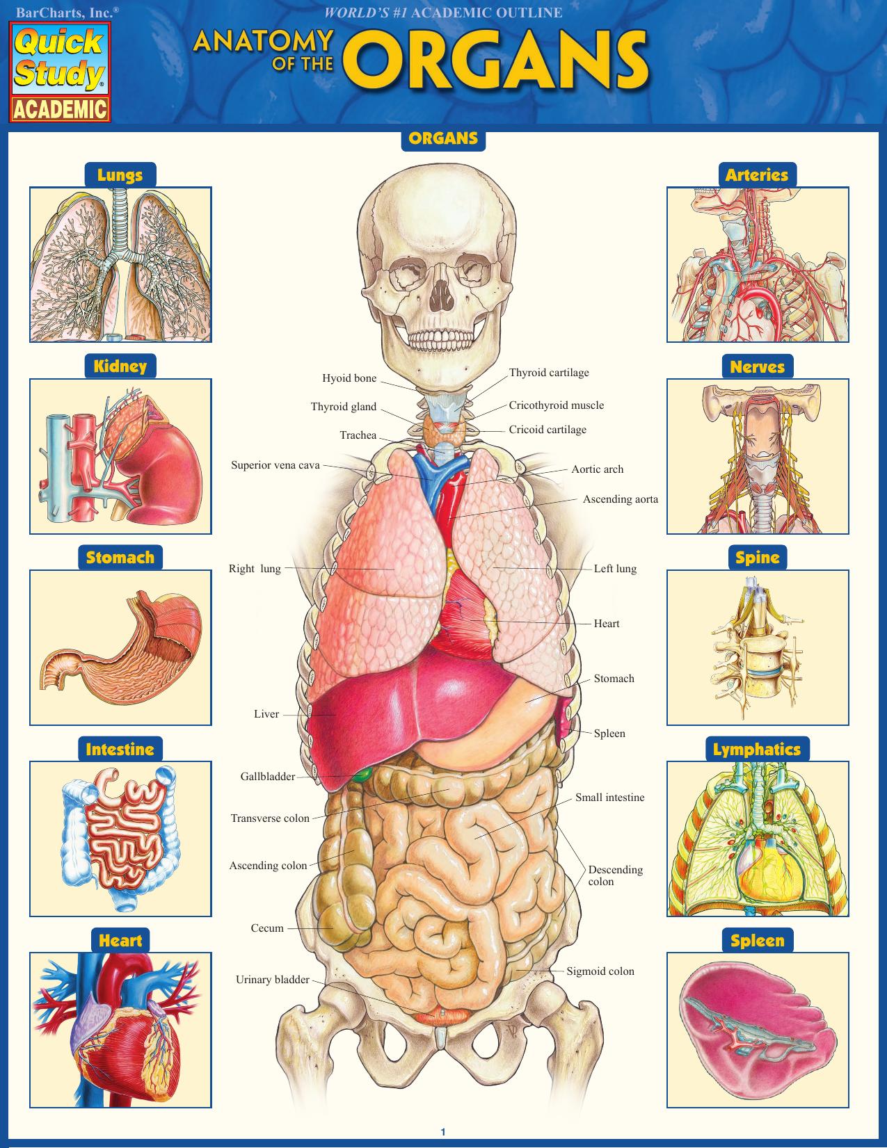 Anatomy of the Organs by Vincent Perez